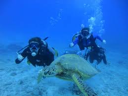 How old do you it isn't uncommon for people to travel to places such as florida, california, or hawaii to receive scuba you can get certified in deep diving, tandem scuba diving, rescue scuba diving, first aid diving. Waikiki Scuba Diving Hawaii Dive Guide