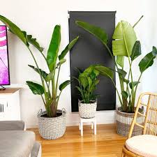 52 Best Indoor Plants You Want To Tried Yet 2020 Plants Best Indoor Plants Indoor Plants