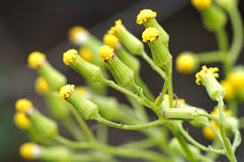 Image result for Senecio striatifolius