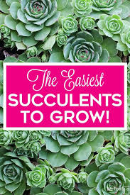 Hens And Chicks Care And Grow Guide How To Care Grow Sempervivum Succulents Hens And Chicks Planting Succulents