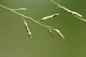 Image result for Eragrostis cylindriflora