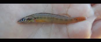 Image result for Peddiea fischeri