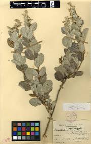 Image result for Rhynchosia galpinii