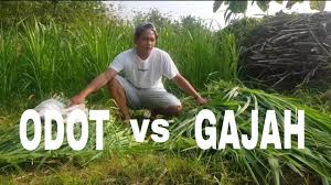Rumput ini termasuk kedalam tumbuhan monokotil yang memiliki sifat tumbuh yang berkumpul dan membentuk rumpun. Rumput Odot Vs Rumput Gajah Pakan Hijauan Ternak Sapi Youtube
