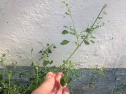 Image result for Chenopodium opulifolium