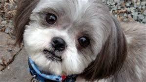 Adorable Shih Tzu Hair Styles Shih Tzu Hair Styles Shih Tzu Grooming Grooming Style