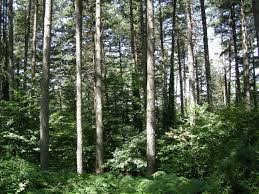 Nel loro habitat non devono mancare le querce e le conifere: Cosa Cambia Nel Paesaggio Forestale Del Chianti Roberto Mercurio