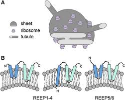 Check spelling or type a new query. The Endoplasmic Reticulum Structure Function And Response To Cellular Signaling Springerlink