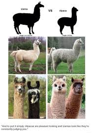 Llama Vs Alpaca Alpaka Lustig Susse Tiere Tierbabys
