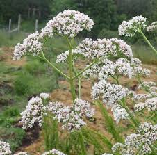 Image result for Valeriana