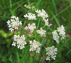 Image result for Oenanthe mildbraedii