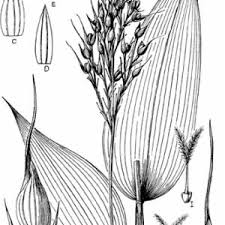 Image result for Olyra latifolia