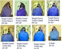 Budgie Breeding Chart Colors Bing Images Budgies