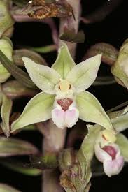 Image result for Epipactis