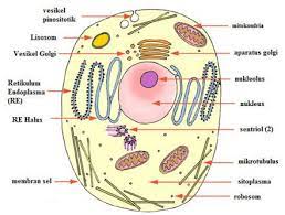 Gambar Sel Hewan Beserta Keterangannya Penelusuran Google Cells Project Cell Model Project Animal Cell