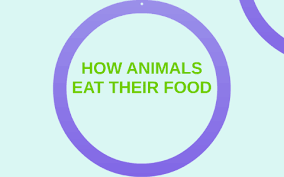 On april 8th, 2013, youtuber misterepicmann uploaded a video showing two men seated at a table sharing a meal, with one of them performing an interpretive dance to show how different species of animals eat while the other sits quietly, unaffected. How Animals Eat Their Food By Rebecca F