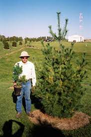 Healthy, top quality longleaf pine trees for sale. White Pine Windbreak Trees