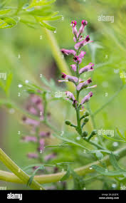 Image result for Fumariaceae