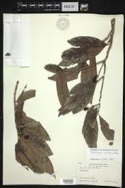 Image result for Olax pentandra