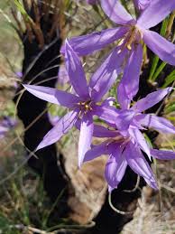 Image result for Xerophyta scabrida