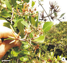 Image result for Ancylobothrys scandens