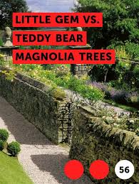 Also known as the dwarf southern. Learn Little Gem Vs Teddy Bear Magnolia Trees How To Guides Tips And Tricks Myrtle Tree Magnolia Trees Plants