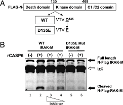 Шутки и мемы из сети. Active Recombinant Casp 6 Cleaves Wt But Not Mutant Irak M In Vitro A Download Scientific Diagram
