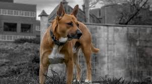 … , az (30853578) spayed/neutered. Belgian Malinois Mixes 11 Beautifully Unique Crossbreeds