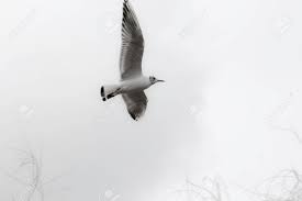 We did not find results for: Minimalist Aesthetic Image Of A Juvenile Black Headed Gull Chroicocephalus Ridibundus Against A Plain White Sky Background Image Appears As Natural Monochrome With Copy Space Stock Photo Picture And Royalty Free Image Image
