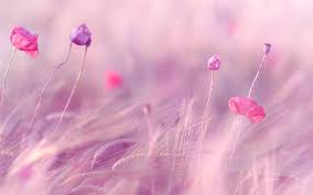 Maybe you would like to learn more about one of these? Pink Hd Desktop Wallpapers Wallpaper Cave