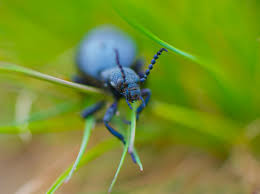 Samička má velký zadeček, krátké krovky a nemá křídla.objevuje se brzy zjara v trávě v okolí, kde jsou včely. Majka Fialova Foto Shutterstock Recepty Prima Napadu