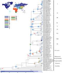 Image result for Lactuca glandulifera