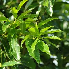 Image result for Necepsia castaneifolia
