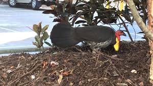 Check spelling or type a new query. Brush Turkeys Thriving In Urban Settings Redcliffe Environmental Forum