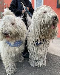 まるでモップ？日本に2頭しかいない「コモンドール」って？ | Tierzine（ティアジン）