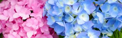 Get it as soon as fri, mar 5. Wallpaper Pink And Blue Hydrangea Flowers Inflorescence 3840x2160 Uhd 4k Picture Image
