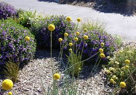 42 Best Yellow Flowers For Your Garden Australian Garden Design Australian Native Garden Plants