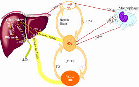 Vldl Cholesterol Level Chart New The Effect Of Inflammation