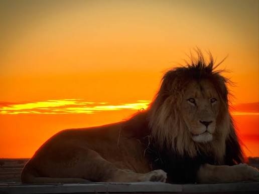Male lion resting on kopje at golden hour