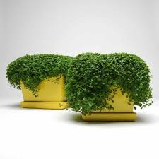 Use our growing zone finder to plan the perfect garden. Corsican Mint Ground Cover Plant Seed