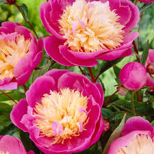Learn about the plant life of lurie garden. Peony Bowl Of Beauty Exotic Looking Fragrant Garden Peony Plant Garden Plants