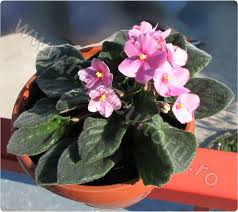 Pentru aceasta, insa, trebuie sa le acordati atentie si rabdare. Violeta De Parma Africana Ingrijire Inmultire Horticultorul Ro