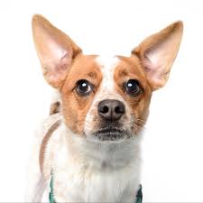 Zoe Humane Society Of Utah In 2020 Humane Society Pet Id Cattle Dog