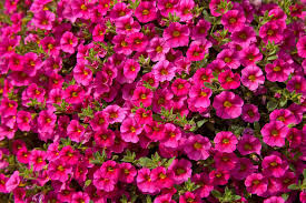 Now, that you've got your cuttings, let's get them planted so they can start to root. Calibrachoa Million Bells Plant Care Growing Guide