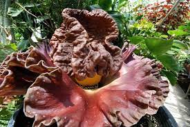 Why Did Plants Evolve These Weird And Horrific Flowers Animal Eating Plants Corpse Flower Strange Flowers
