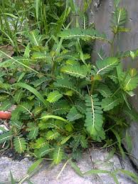 Image result for Phyllanthus boehmii
