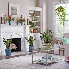 We did not find results for: Easy House Plants The Home Depot