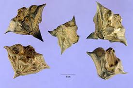 Image result for Trapa natans