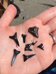 Myrtle Beach Woman Offers Shark Tooth Hunting Tips To Visitors Myrtle Beach Trip Myrtle Beach Myrtle Beach Travel