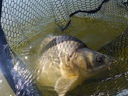 Check spelling or type a new query. Specii De Pesti In Apele Din Romania Blog Totalfishing